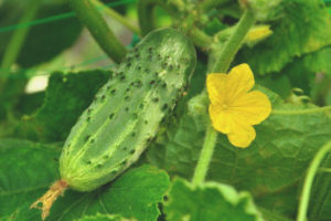 Cucumber Mamenkin paboritong F1