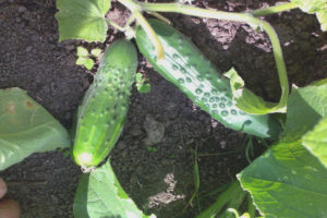 Maraming pipino