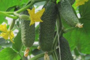 Pipino Temp F1
