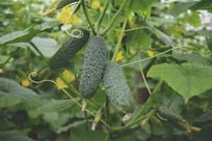 Tatlong Tanker ng Pipino