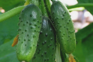 Cucumber Nakakatawa guys