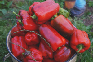 Pepper Atlantiko F1