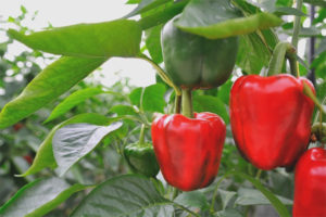 Pepper malaking laban