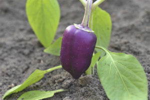 Pepper malaking tatay