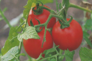 Ang Tomato Epal sa Niyebe