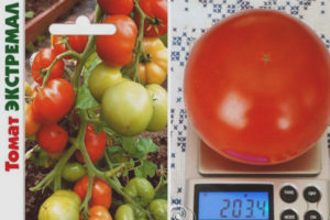 Labis na Tomato