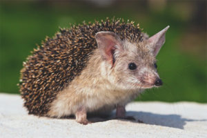 Narinig na hedgehog