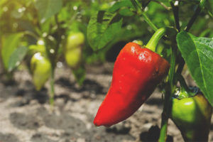 Pepper Pride ng Russia