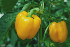 Pepper dilaw na kampanilya
