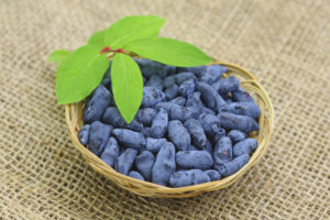 Sa anong edad maibigay ang honeysuckle sa mga bata