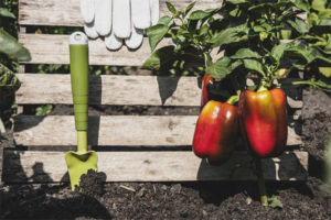 Pepper na pulang pala