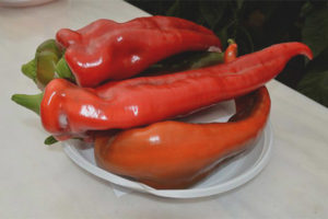 Pepper na pulang elepante