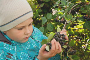 Posible ba para sa mga bata aronia