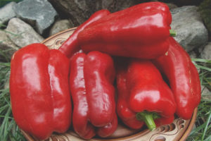 Regalo ng Pepper ng Moldova