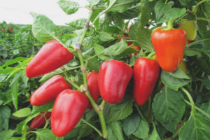 Flight ng Pepper