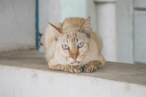 Cat drooling mula sa kanyang bibig