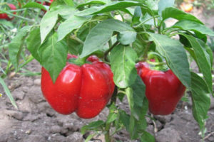 Ruby paminta