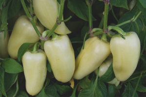 Malas na Pepper F1